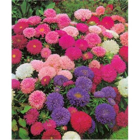 REINE MARGUERITE NAINE TAPIS - 1 G - GRAINES