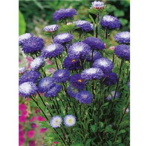 REINE MARGUERITE POMPON - 1 G - GRAINES DE FLEURS
