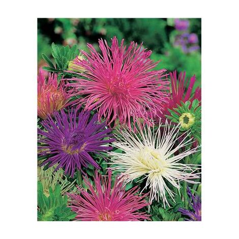 REINE MARGUERITE UNICUM ELECTRIQUE - 1 G - GRAINES
