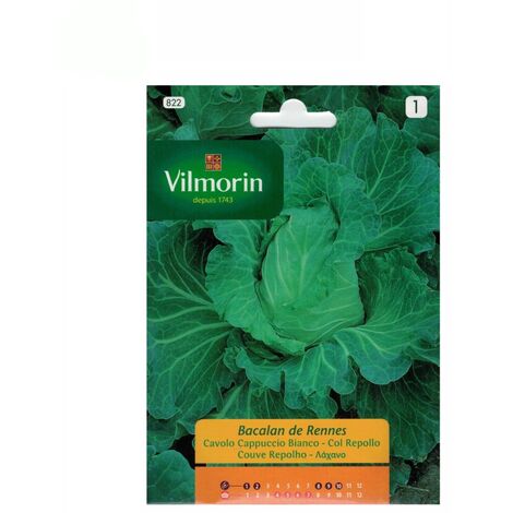 Rennes Vilmorin 6G Bacalan Colle Seeds Bacalan