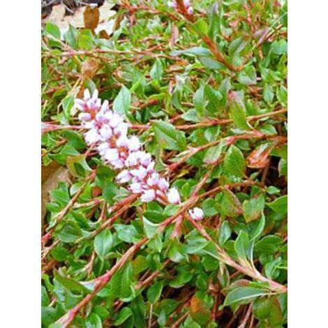 Renouée rampante Godet de 8/9 cm