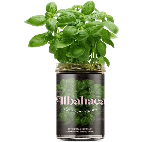 Resetea  Orto da cucina  Basilico