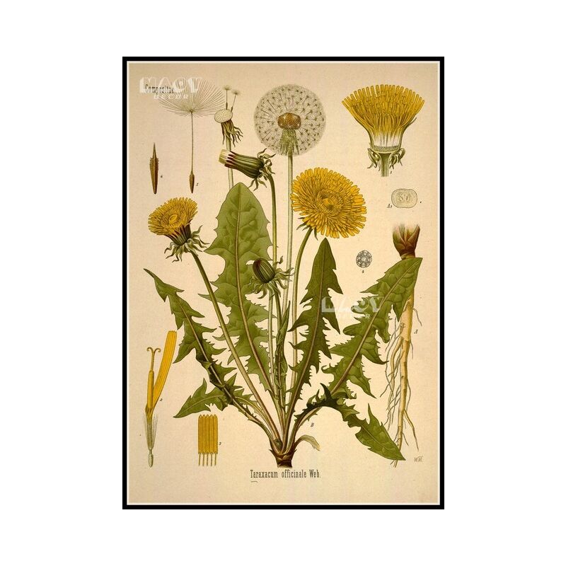 Retro pianta selvaggia carta Kraft Poster fiore