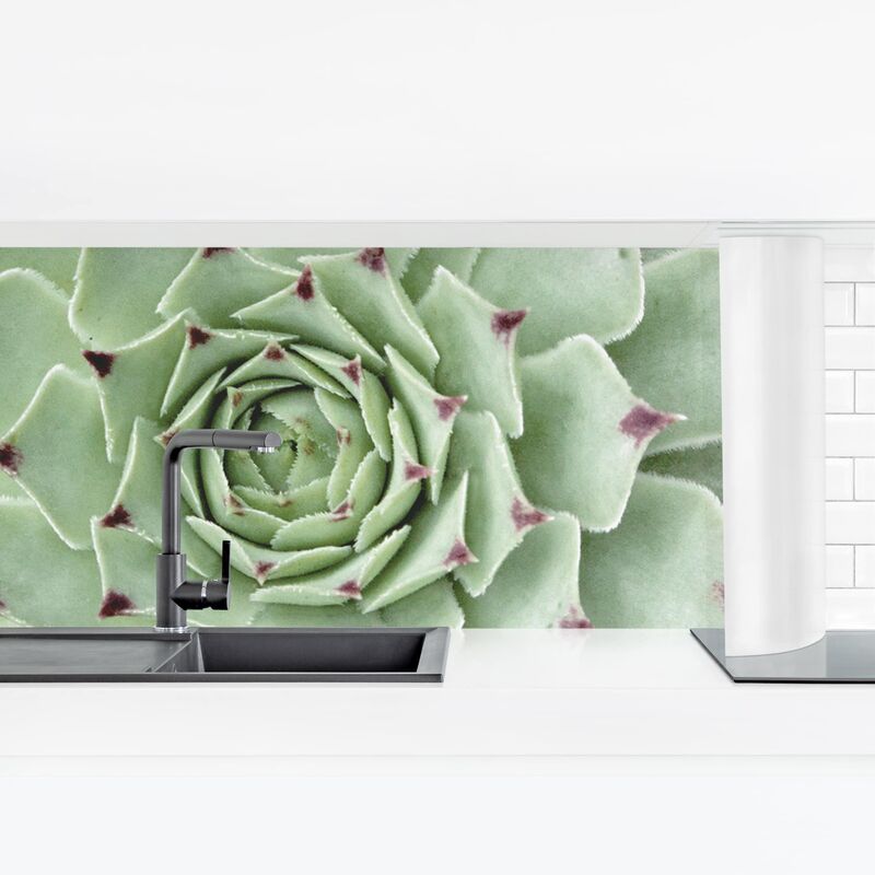 

Revestimiento pared cocina - Stone Rose Jovibarba Hirta Dimensión LxA: 40cm x 140cm Material: Magnético