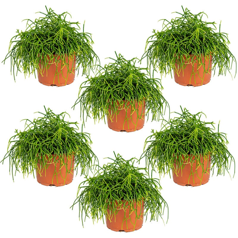 Bloomique - Rhipsalis baccifera 'Oasis' - Cactus corail par 6 pièces - Plante d'intérieur en pot de culture ⌀10.5 cm - ↕10-15 cm - Green