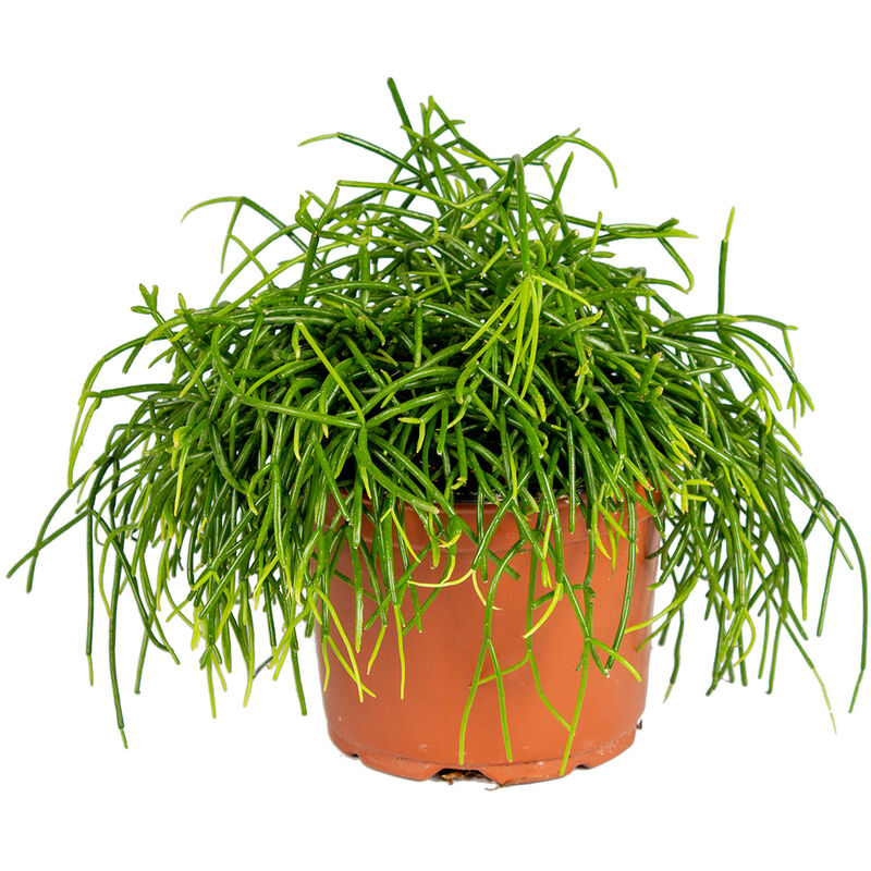 Bloomique - Rhipsalis baccifera 'Oasis' - Cactus corail - Plante d'intérieur et pot de pépinière ⌀10.5 cm - ↕10-15cm - Green