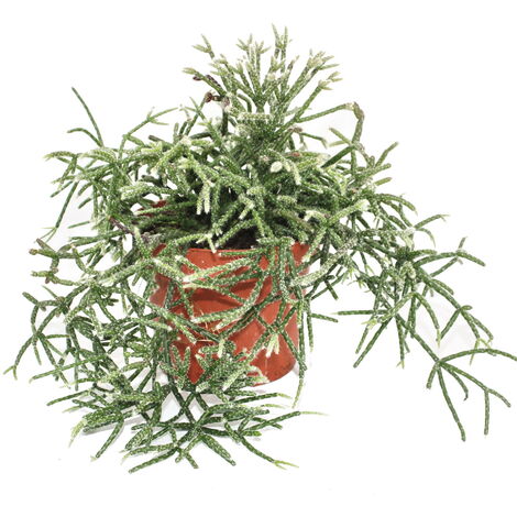 Rhipsalis pilocarpa - cactus corail - en pot de 12 cm
