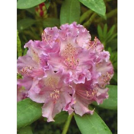 Rhododendron 'Alfred' Pot de 4L/5L