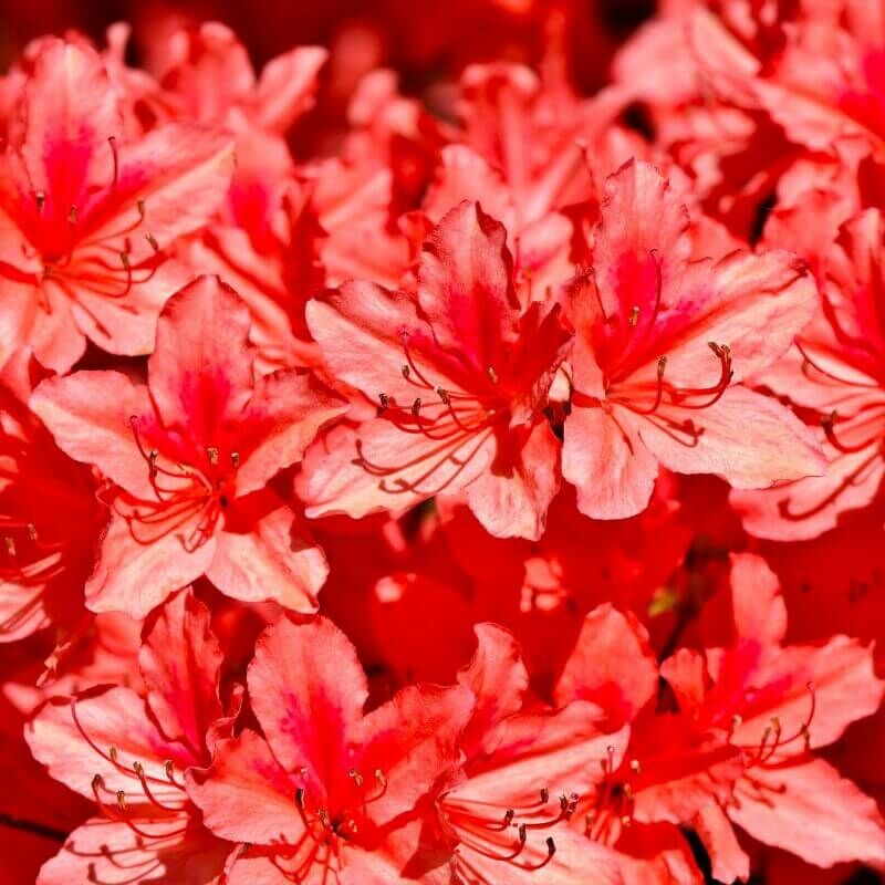 Pepinières Naudet - Rhododendron 'Apple Blossom' (Azalée Mollis) - Godet 9cm