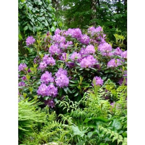 Rhododendron catawbiense 'Boursault' Pot de 12 cm / 13 cm