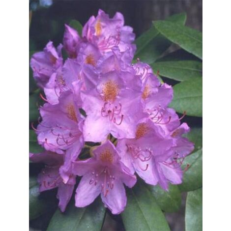 Rhododendron catawbiense 'Grandiflora' Pot de 12 cm / 13 cm