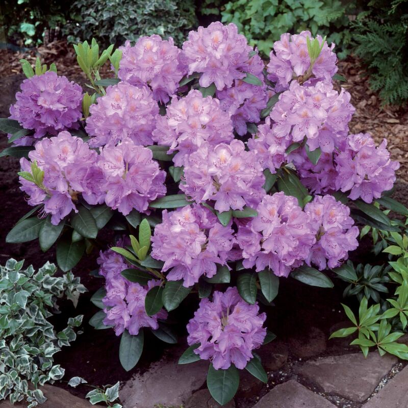 Rhododendron catawbiense grandiflorum - Violet