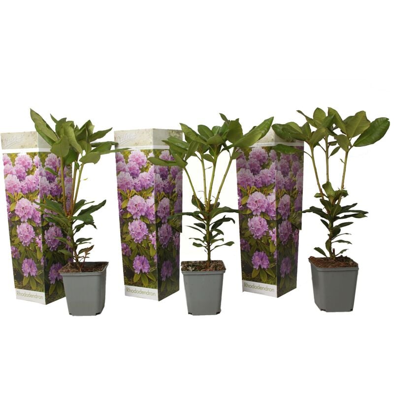 Plant In A Box - Rhododendron Catawbiense Purple- set de 3 - Violet - Pot 9cm - Hauteur 25-40cm - Violet