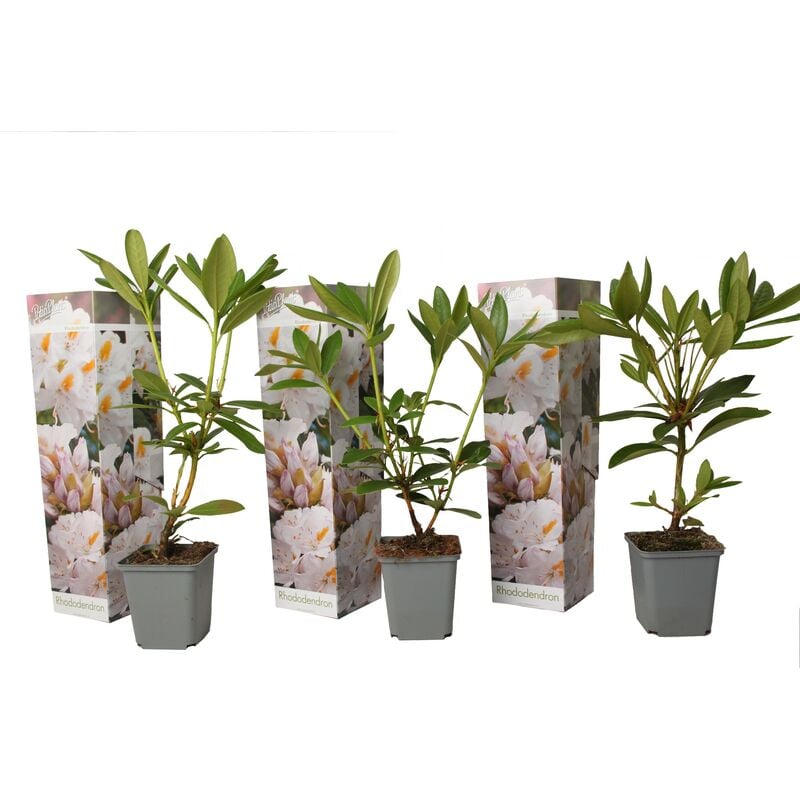 Plant In A Box - Rhododendron Cunningham - Blanc - set de 3 - Pot 9cm - Hauteur 25-40cm - Blanc