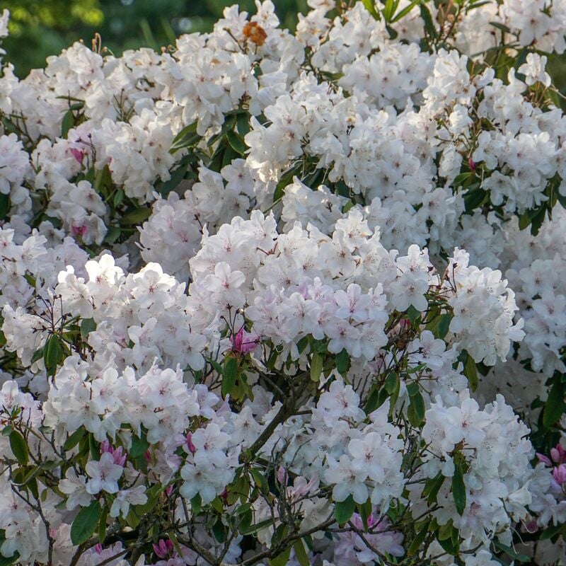 Rhododendron Cunningham's White - Blanc