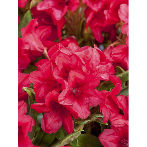 Rhododendron 'Dopey' Pot de 2L/3L
