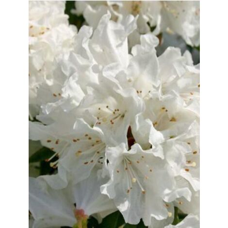 Rhododendron 'Dora Amateis' Pot de 3L/4L