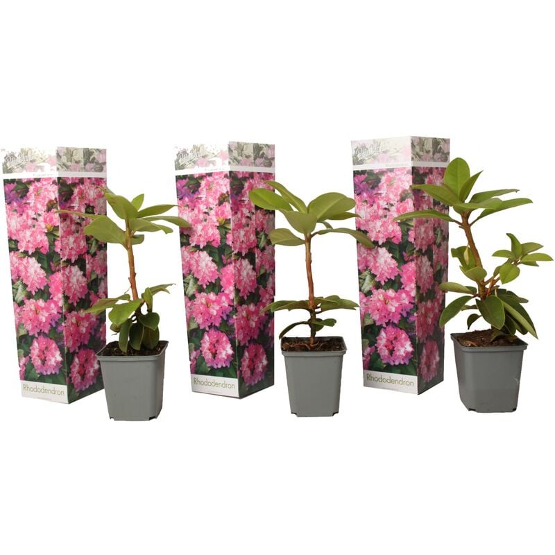 Plant In A Box - Rhododendron 'Elegans Pink' Rose - Set de 3 - Pot 9cm - Hauteur 25-40cm - Rose