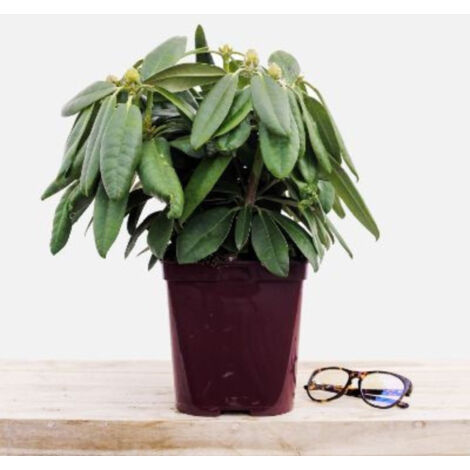 Rhododendron 'Fantastica' Taille du pot - Pot de 4 Litres