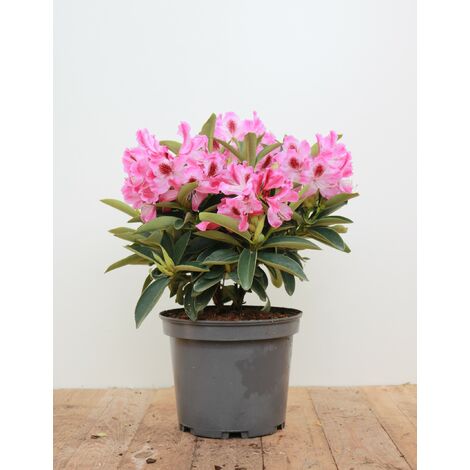 Rhododendron 'Helen Martin' Rhododendron Hybr.'Helen Martin' C 5 30-  40