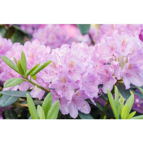 Rhododendron 'INKARHO® Lila Dufthecke' Rhododendron Hybr.'INKARHO-Dufthecke', lila C 7,5                  INKARHO -R- 40-  50