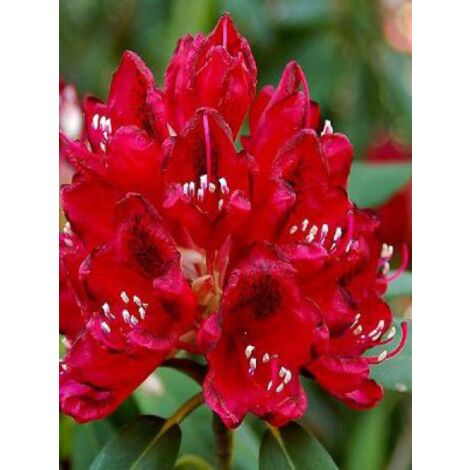 Rhododendron  'Lord Roberts' Pot de 4L/5L