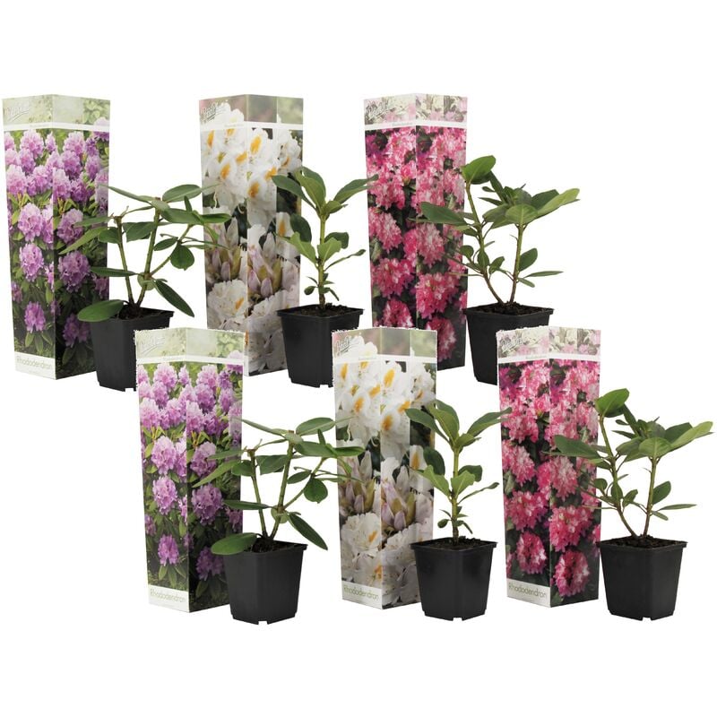 Plant In A Box - Rhododendron - Mélange de 6 - Violet,blanc,rose - Pot 9cm - Hauteur 25-40cm - Violet