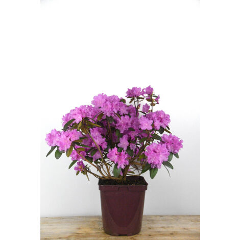 Rhododendron nain 'PJM Regal' Taille du pot - Pot de 4 Litres