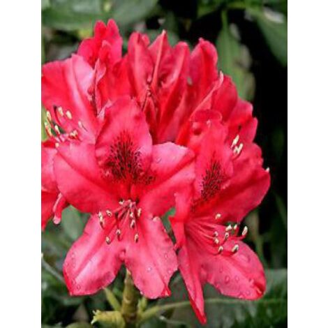 Rhododendron  'Nova Zembla' Pot de 4L/5L