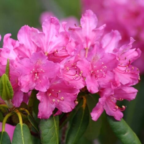 Rhododendron ponticum en godet de 12cm - Rhododendron pontique