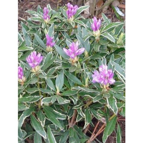 Rhododendron ponticum 'Variegatum' Pot de 4L/5L