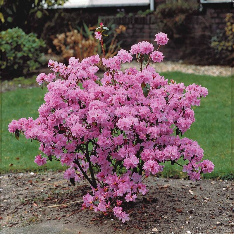 Rhododendron précoce - Rose