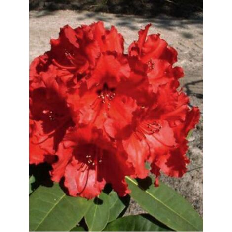 Rhododendron  'Red Jack' Pot de 4L/5L