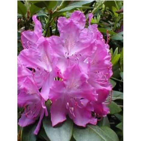 Rhododendron  'Roseum Elegans' Pot de 12 cm / 13 cm