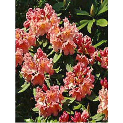 Rhododendron  'Tortoiseshell Orange' Pot de 4L/5L