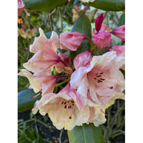 Rhododendron 'Virginia Richards' Pot de 4L/5L