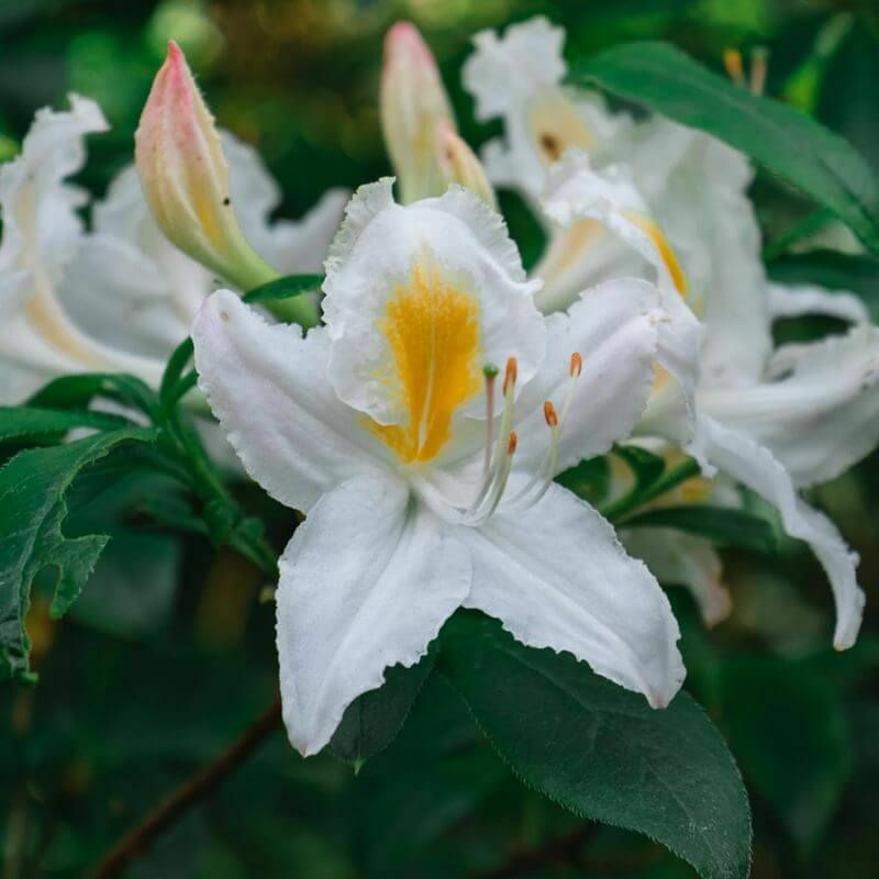 Rhododendron 'White Melody' (Azalea mollis) - Godet - Taille 10/15cm