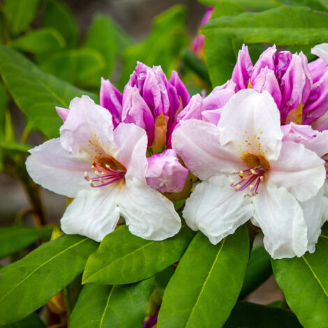 Rhododendron williamsianum Gartendirektor Rieger Pot de 4L/5L