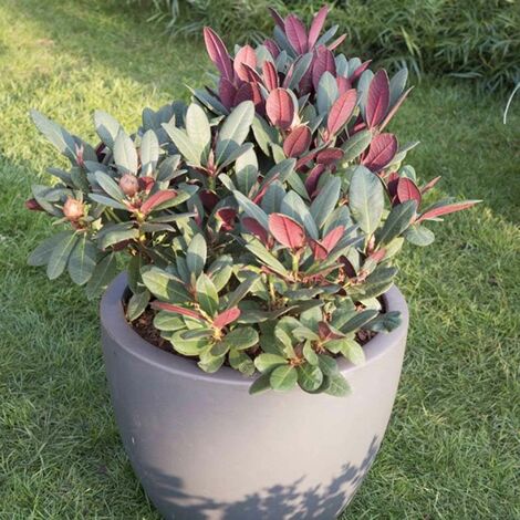 Rhododendron Wine & Roses - Le pot de 3L. Hauteur livrée 30-40 cm - Willemse