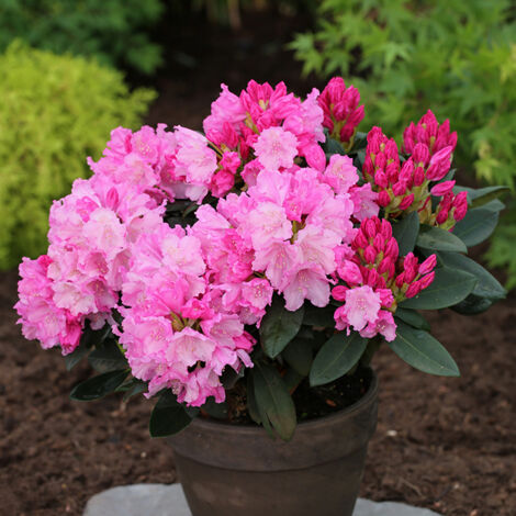 Rhododendron yakushimanum Anuschka - Rhododendron nain Pot de 7,5L/10L, Tige de 80 cm
