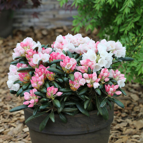 Rhododendron yakushimanum Koichiro Wada - Rhododendron nain Pot de 4L/5L