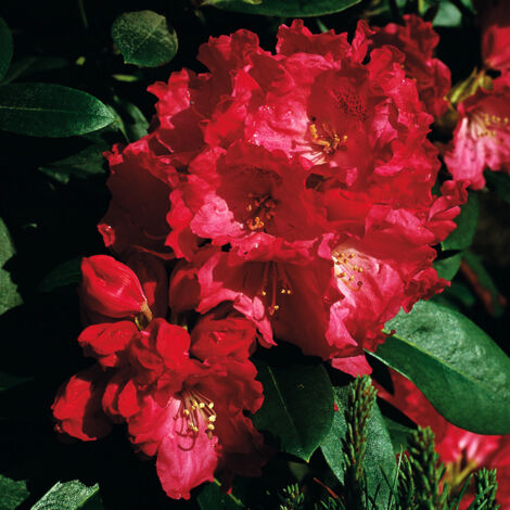 Rhododendron yakushimanum Morgenrot - Rhododendron nain Pot de 7,5L/10L, Tige de 80 cm