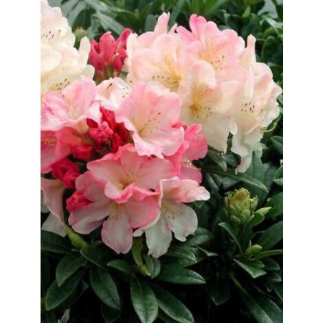 Rhododendron yakushimanum 'Percy Wiseman' Pot de 3L/4L