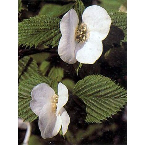 Rhodotypos scandens Pot de 3L/4L