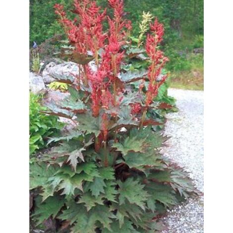 Rhubarbe décorative 'Tanguticum' Godet de 8/9 cm