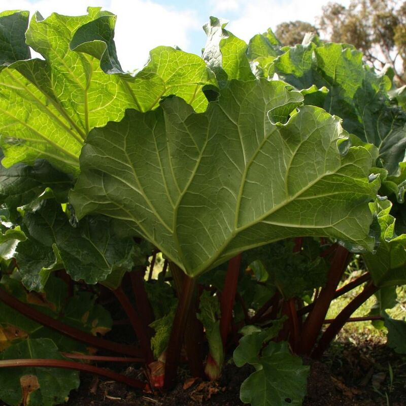 Rhubarbe des jardins | Conditionnement: Lot de 5 godets