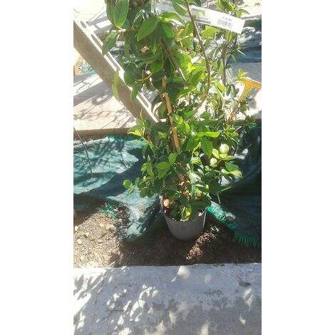 Rhyncospermum Jasminoides v17