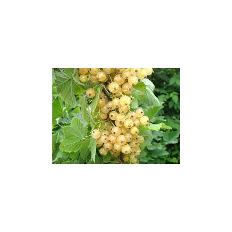 Ribes Bianco (Pianta di 3 anni)