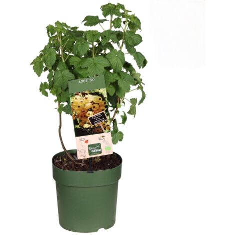 Ribes bianco "Ribes sativum" frutti di bosco pianta in vaso  18 cm