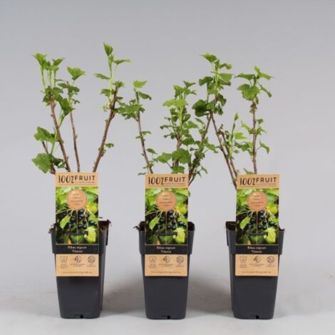 Ribes nero "Ribes nigrum Titania" frutti di bosco pianta in vaso  11 cm
